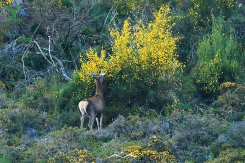 Veado Verde / Green Deer