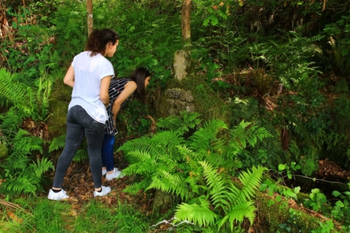 Veado Verde / Green Deer