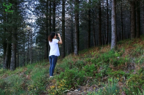 Veado Verde / Green Deer