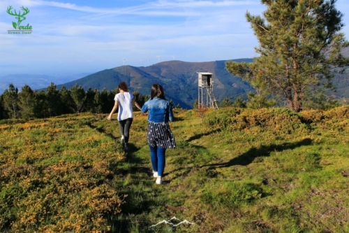 Veado Verde / Green Deer