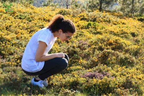 Veado Verde / Green Deer