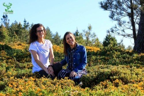 Veado Verde / Green Deer