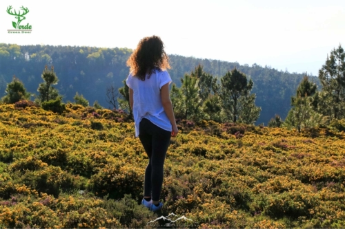 Veado Verde / Green Deer