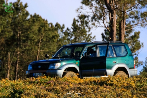 Veado Verde / Green Deer