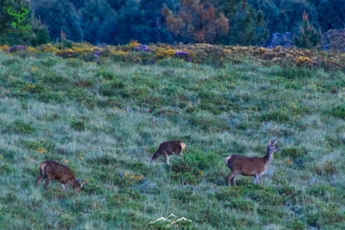 Veado Verde / Green Deer