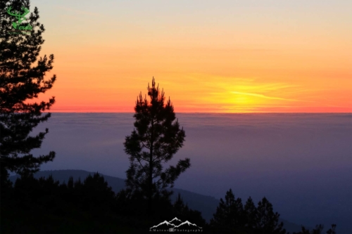 Veado Verde / Green Deer