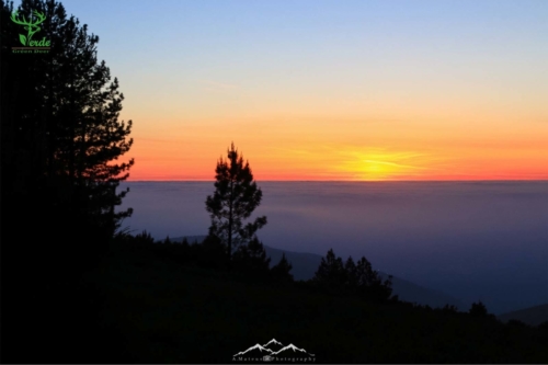 Veado Verde / Green Deer