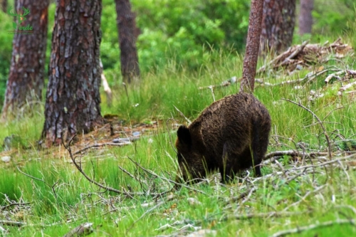 Veado Verde / Green Deer