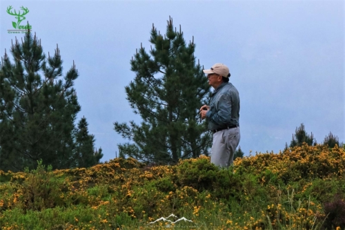 Veado Verde / Green Deer