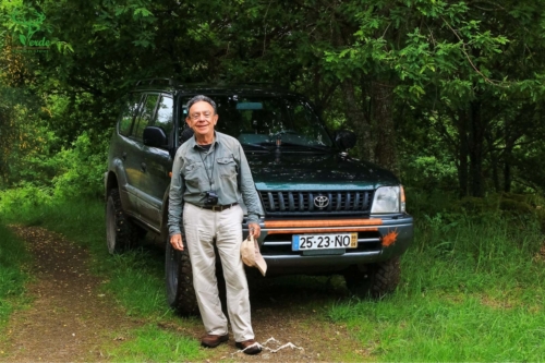 Veado Verde / Green Deer