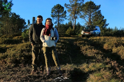 Veado Verde / Green Deer