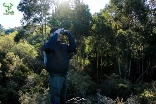 Veado Verde / Green Deer