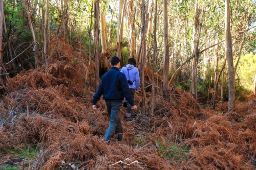 Veado Verde / Green Deer
