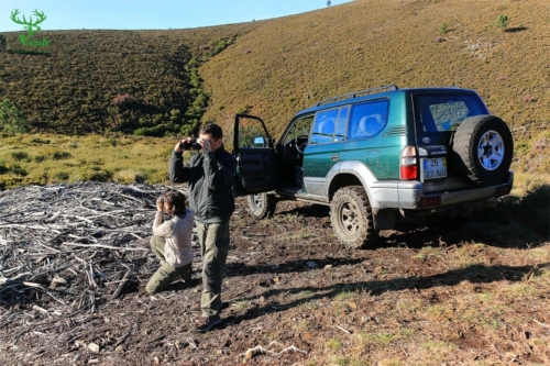 Veado Verde / Green Deer