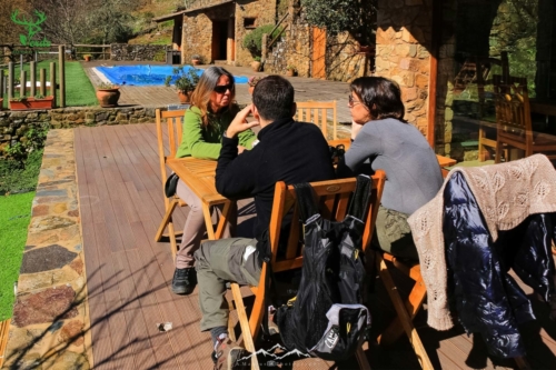 Veado Verde / Green Deer