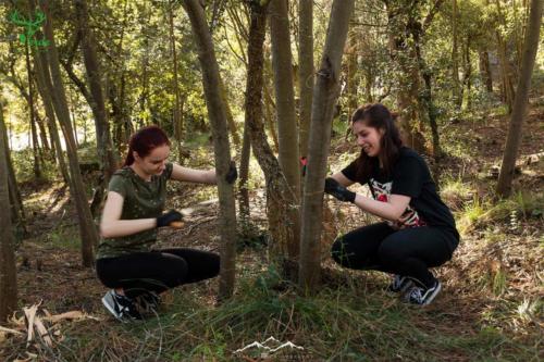 Veado Verde / Green Deer