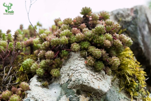Veado Verde / Green Deer