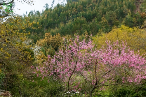 Veado Verde / Green Deer