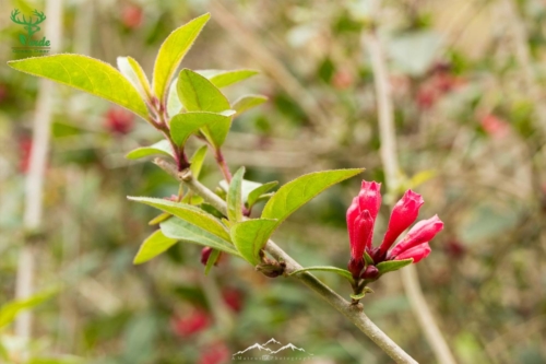 Veado Verde / Green Deer