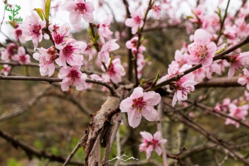 Veado Verde / Green Deer