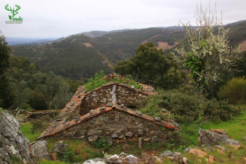 Veado Verde / Green Deer