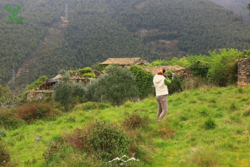 Veado Verde / Green Deer