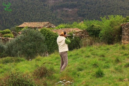 Veado Verde / Green Deer