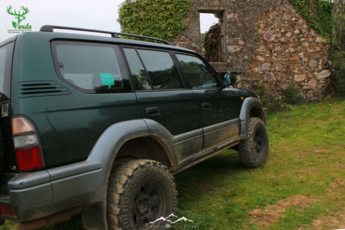 Veado Verde / Green Deer