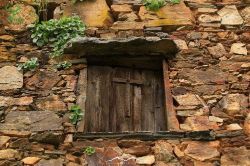 Veado Verde / Green Deer