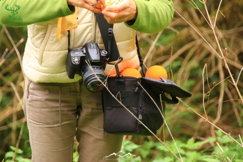 Veado Verde / Green Deer