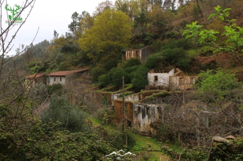 Veado Verde / Green Deer