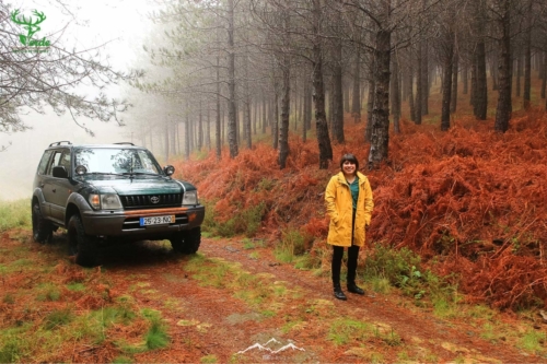 Veado Verde / Green Deer