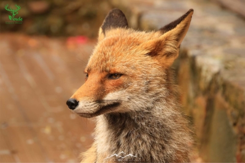 Veado Verde / Green Deer