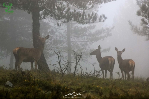 Veado Verde / Green Deer