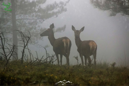 Veado Verde / Green Deer