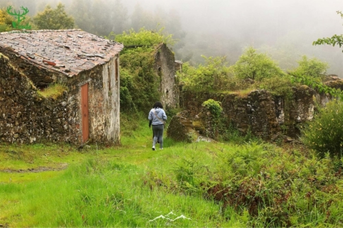 Veado Verde / Green Deer