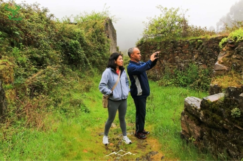 Veado Verde / Green Deer