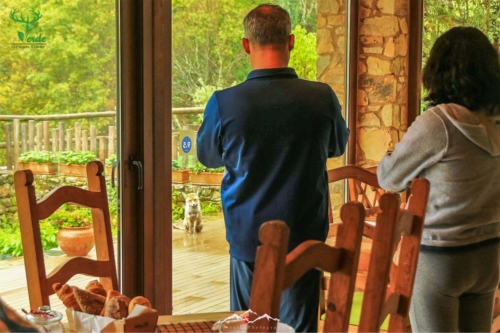 Veado Verde / Green Deer