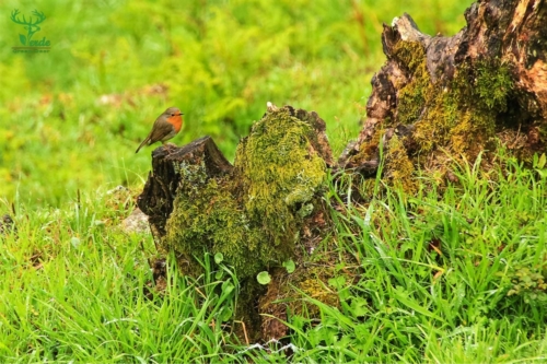 Veado Verde / Green Deer