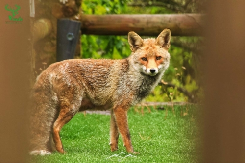 Veado Verde / Green Deer
