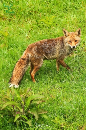 Veado Verde / Green Deer