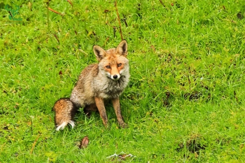 Veado Verde / Green Deer