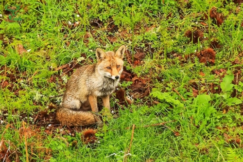 Veado Verde / Green Deer