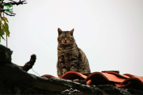 Veado Verde / Green Deer