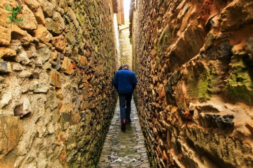 Veado Verde / Green Deer