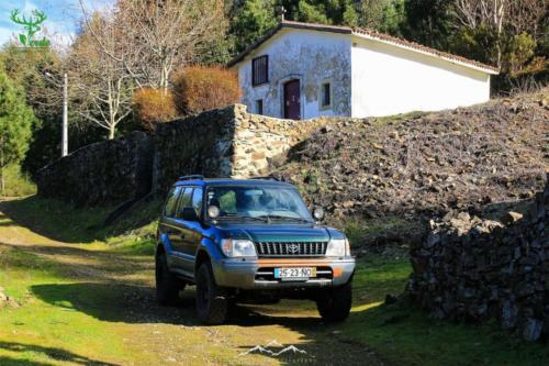 Veado Verde / Green Deer