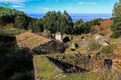 Veado Verde / Green Deer