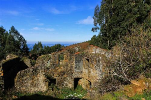 Veado Verde / Green Deer