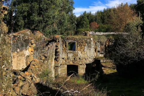 Veado Verde / Green Deer