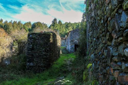 Veado Verde / Green Deer